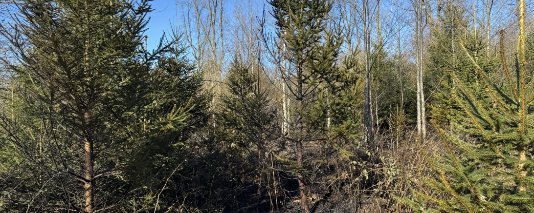 Waldbrand Monheim