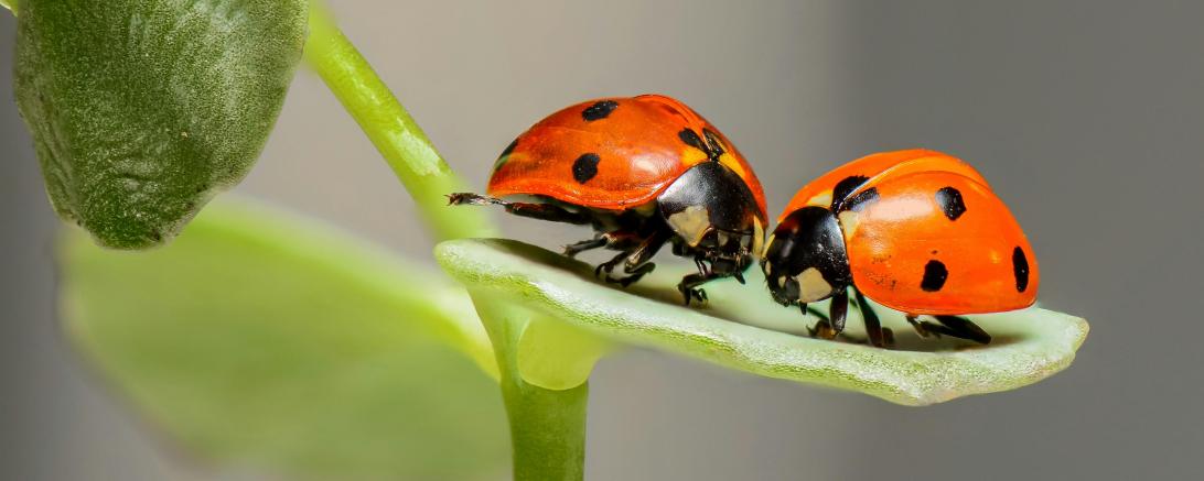 Marienkäfer