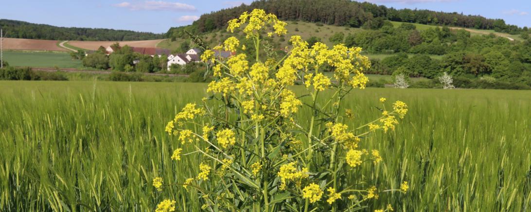 Das Orientalische Zackenschötchen kann leicht mit Raps verwechselt werden.