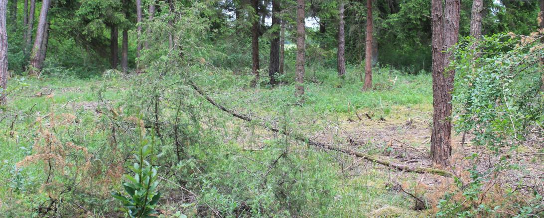 Auf dieser Waldfläche soll ein erneutes Zuwachsen durch die Beweidung mit Schafen und Ziegen verhindert werden.