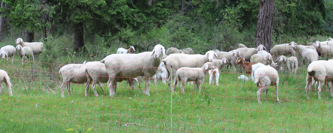 Schafe und Ziegen sind ideal für Landschaftspflege in historischen Naturräumen.