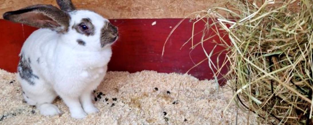 Wer erkennt diesen Stallhasen?