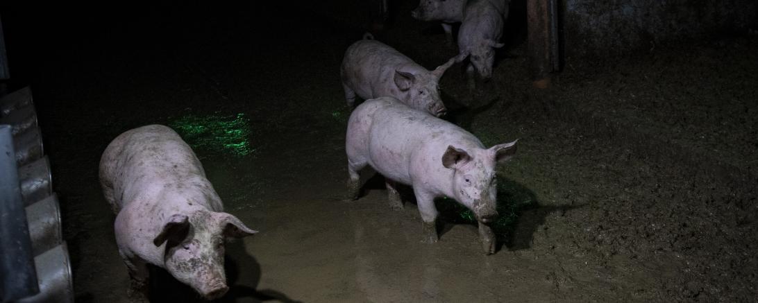 Aufnahmen von Animal Rights Watch zeigen Schweine auf verdreckten Böden. 