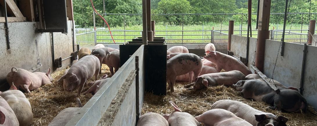 Schweinestall Donau-Ries