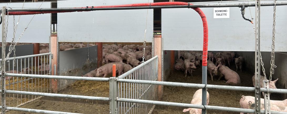 Die "Schweinetoilette" kennzeichnet den Bereich des Stalls, wo die Tier koten sollen. 