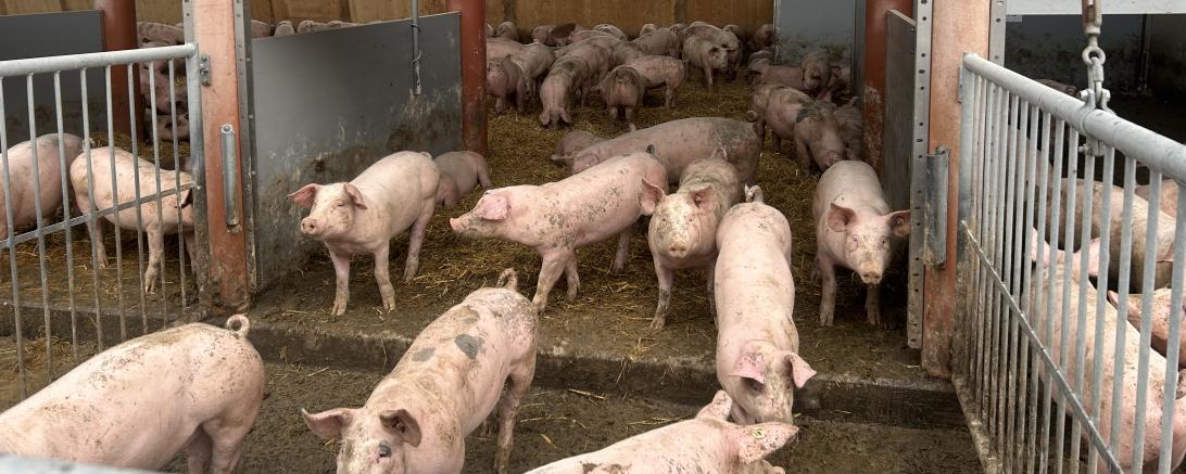 Schweinemast Donau-Ries