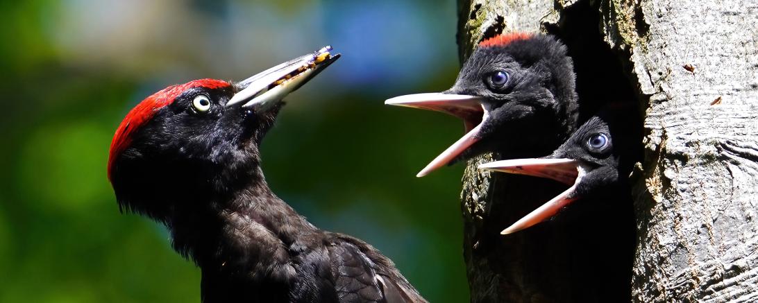 Schwarzspecht Fotowettbewerb Oettingen