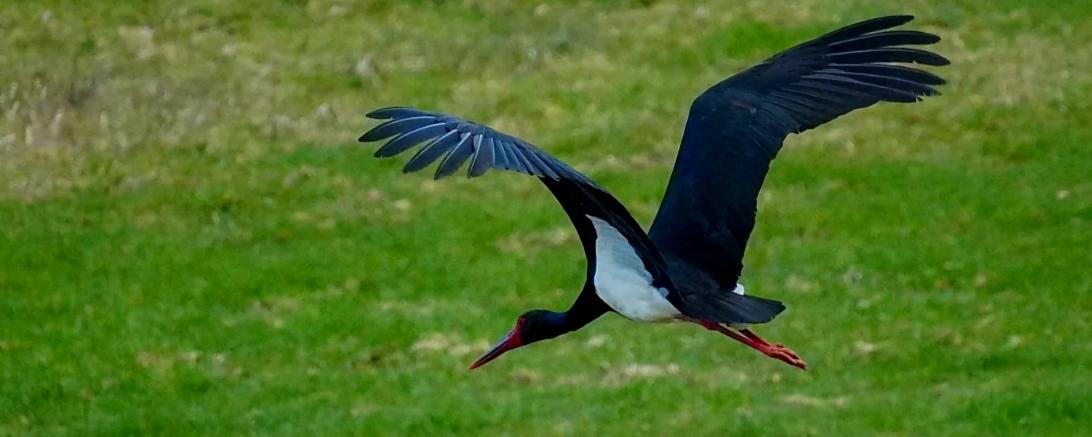 Schwarzstörche sind in Europa gefährdet.