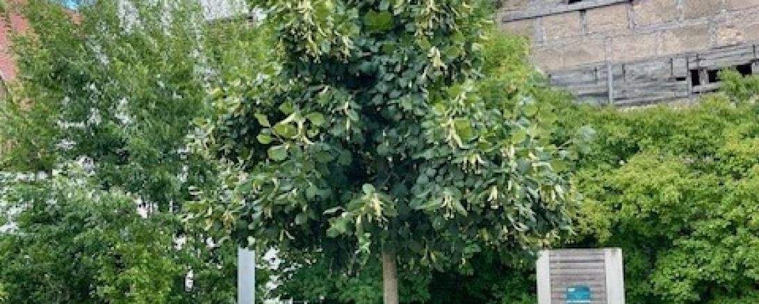 Stadtbaum in Nördlingen.