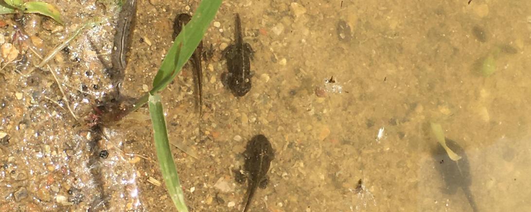 Die Larven der Kreuzkröte mit dem charakteristischen gelben Strich auf der Rückenlinie. Sie benötigen bis zu ihrem Landgang einen Tümpel, der auch bei Trockenheit noch Wasser führt.