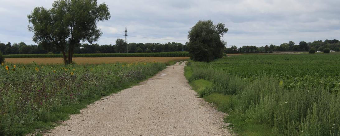 Die Blühstreifen am Ackerrand bieten auch Hasen (hinten auf dem Weg zu sehen) einen Lebensraum.