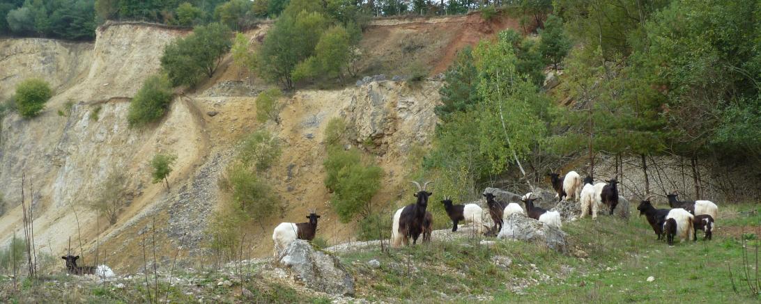 Walliser Schwarzhalsziegen im Geotop Lindle