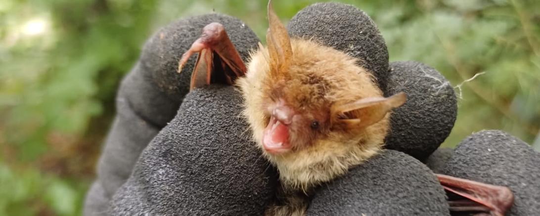 Fransenfledermaus im Donauwörther Stadtwald 