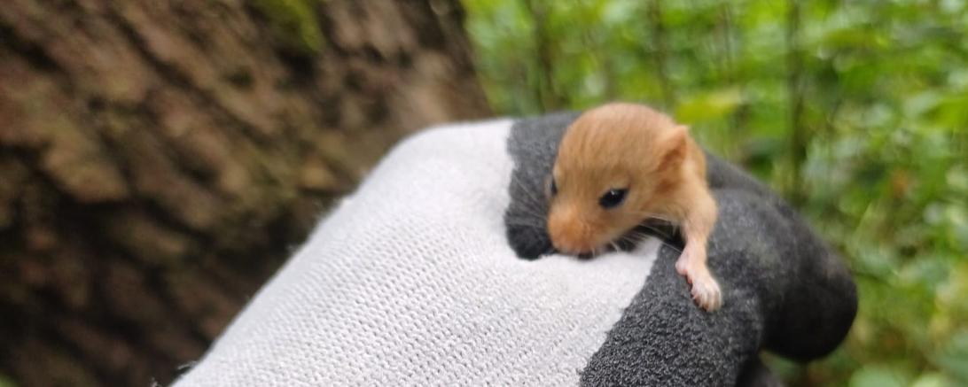 Haselmaus im Donauwörther Stadtwald. 