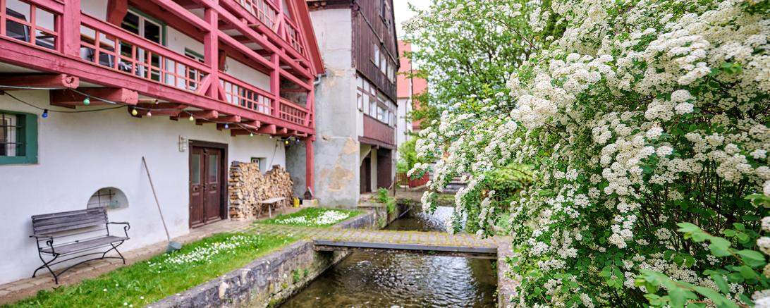 Gerbervietel Nördlingen 