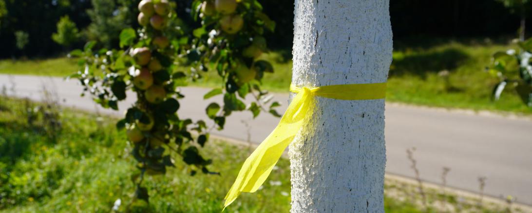 Das gelbes Band markiert Obstbäume, von denen geerntet werden darf. 