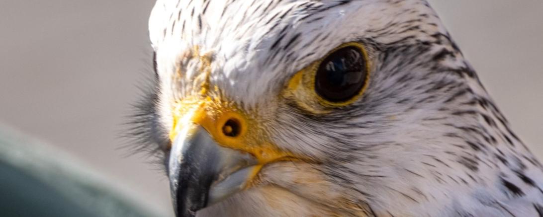 Foto des Monats September 2025 der Fotofreunde Harburg.