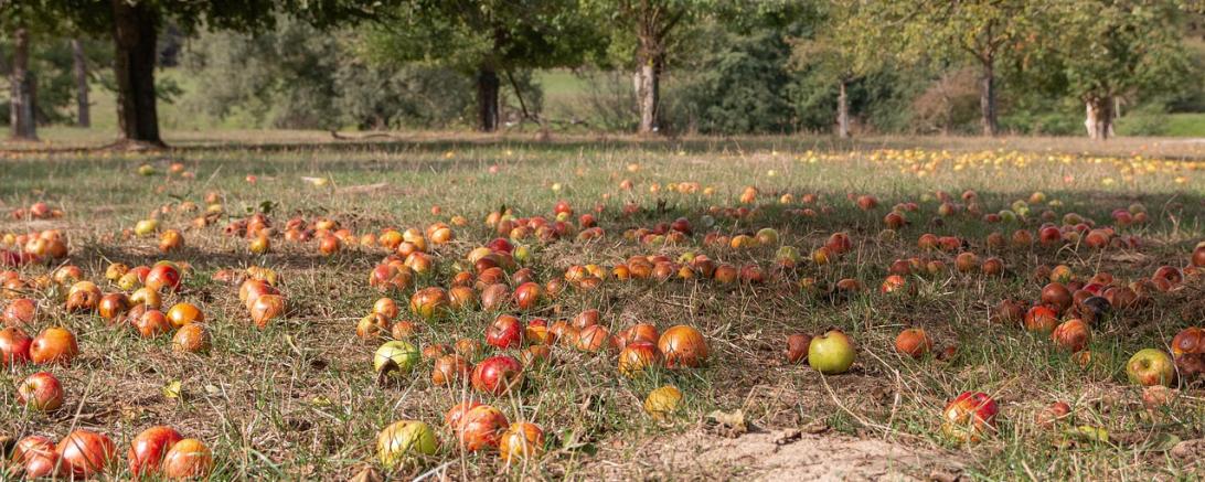 Streuobst (Symbolbild)