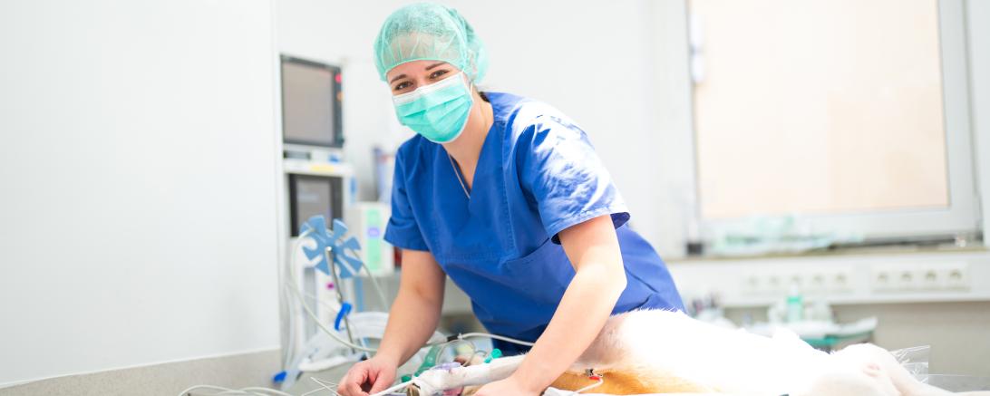 Die Tierklinik Dinkelsbühl.