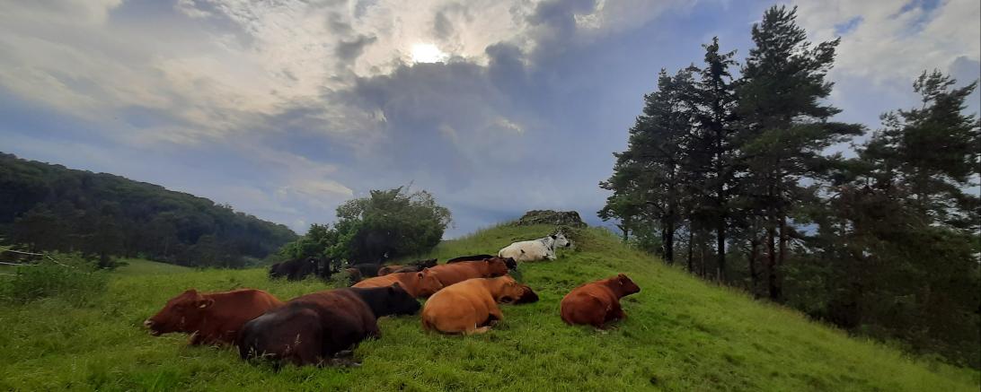 Angusrinder Kohlenbachtal