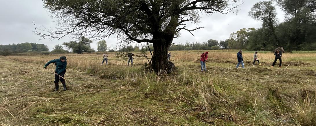 Voller Einsatz für das Naturschutzgebiet Osterried – die Donauwörther Lions engagieren sich hier seit mehr als drei Jahrzehnten.