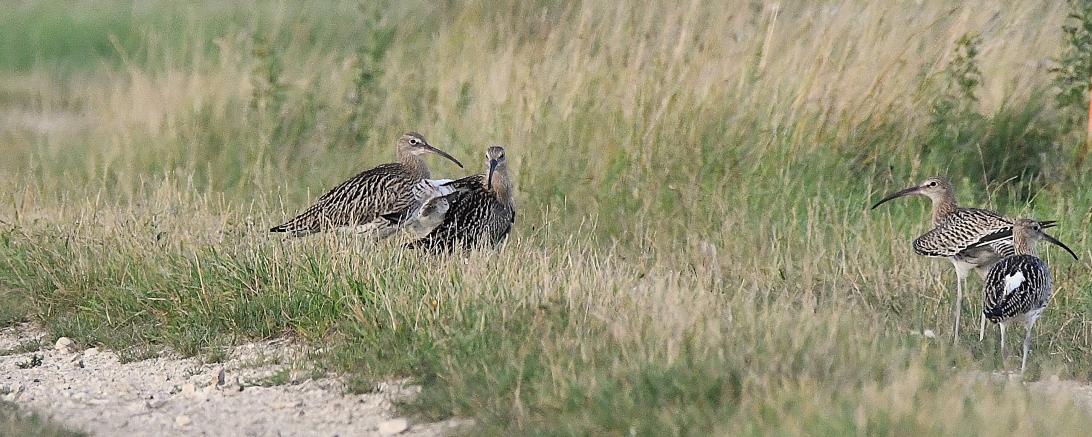 Brachvögel am Wegrand