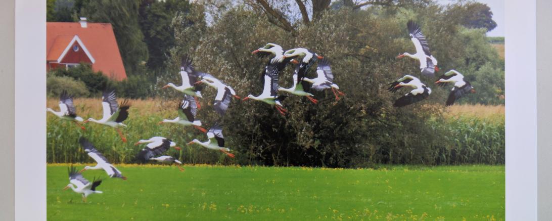 Der Storchenkalender 2026. 