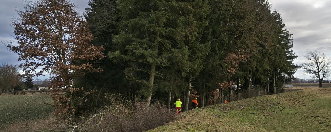 Das Foto zeigt Mitarbeiter der Flussmeisterstelle Donauwörth bei Fällarbeiten in Zusum