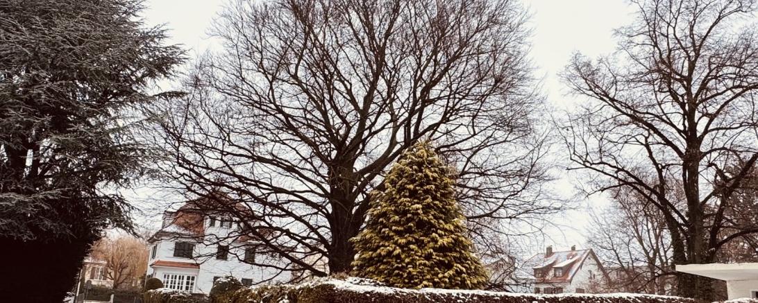 Die Blutbuche in Nördlingen.