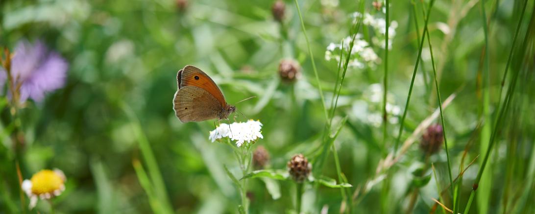 Falter auf einer Streuobstwiese.