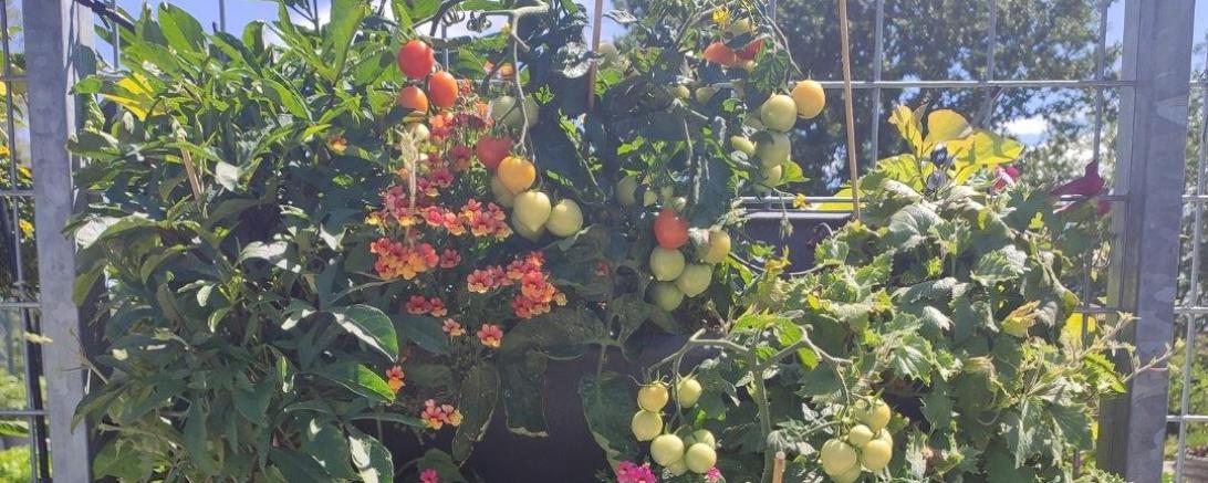 Vertikale Bepflanzung Blumen, Kräuter und Gemüse.
