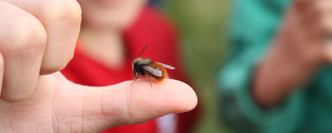 Alles dreht sich um die Wildbienen.