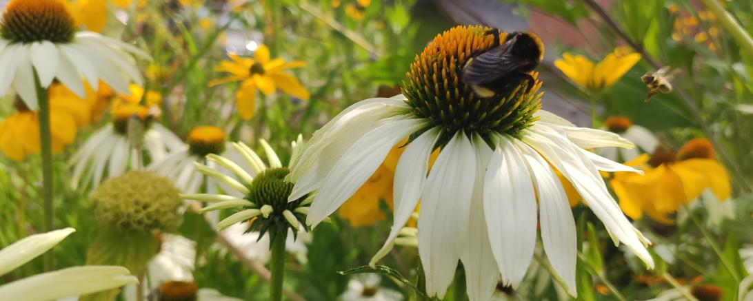 Sonnenhut mit Hummel