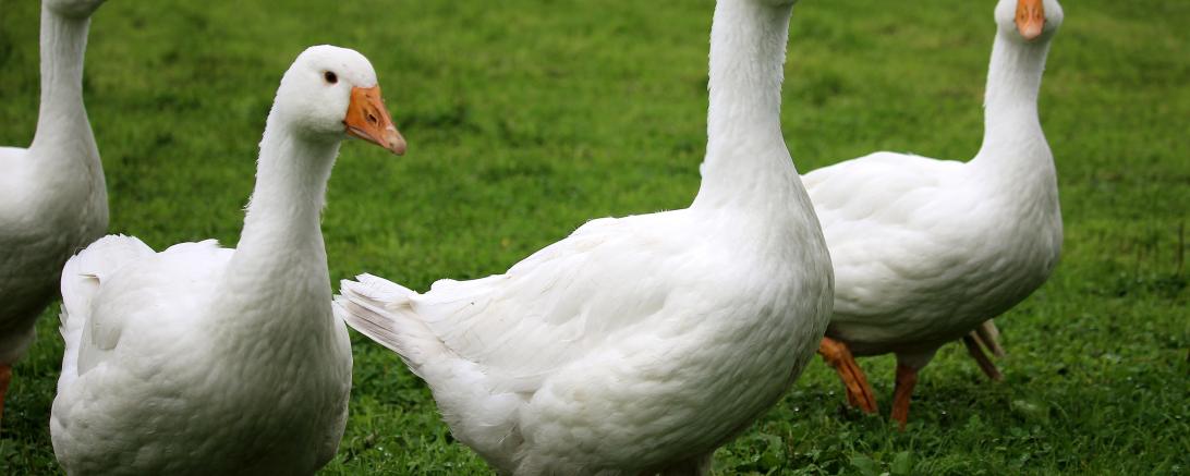 Gänse