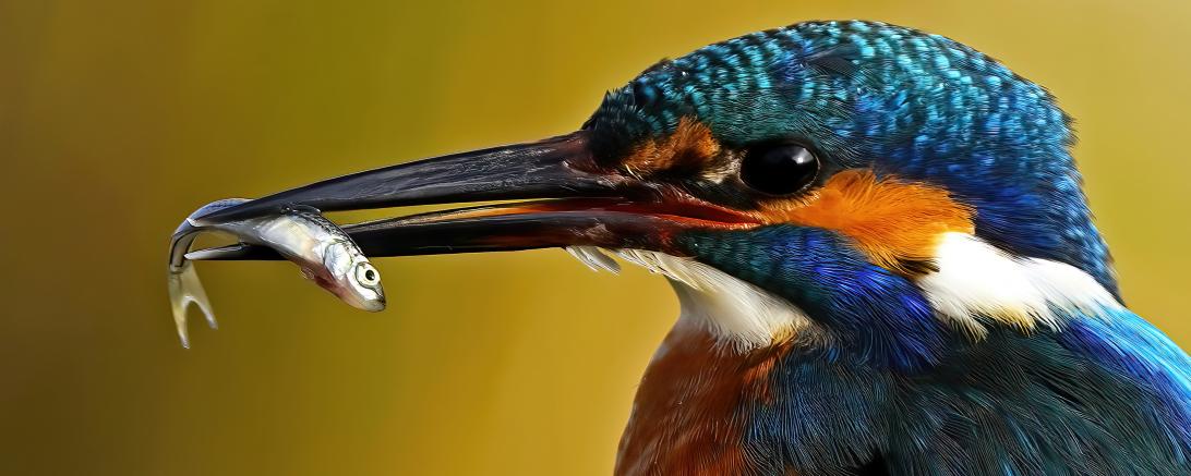 Bild des Monats: Eisvogel mit Beute gewinnt Fotowettbewerb