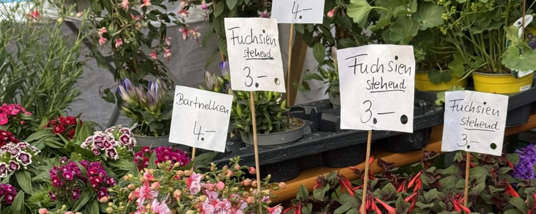 Fuchsienmarkt Wemding