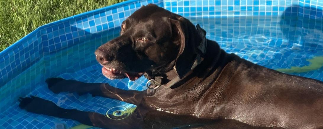 Hund Hitze