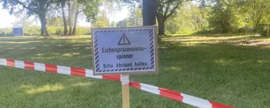 Eichenprozessspinner Oettingen