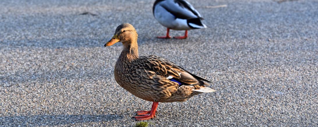 Enten auf einer Straße