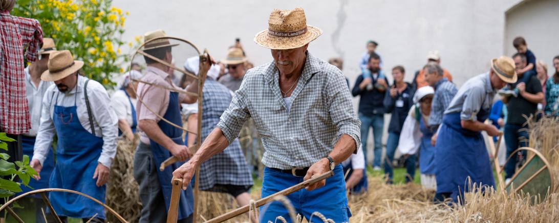 Das Getreide auf dem Musterfeld wird an diesem Tag wie früher von Hand geerntet.