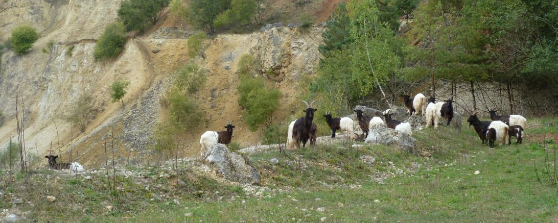 Walliser Schwarzhalsziegen im Erlebnis-Geotop Lindle