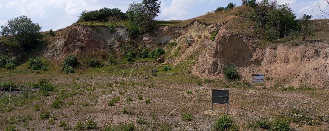Das neu erschlossene Geotop bei Unterwilflingen ist einer der interessantesten und buntesten Aufschlüsse im Geopark Ries.