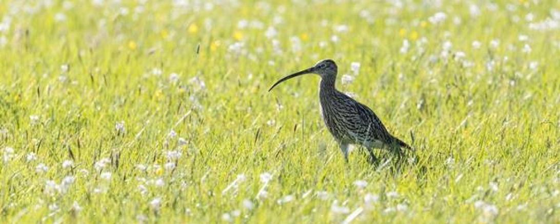 Großer Brachvogel auf Feuchtgrünland