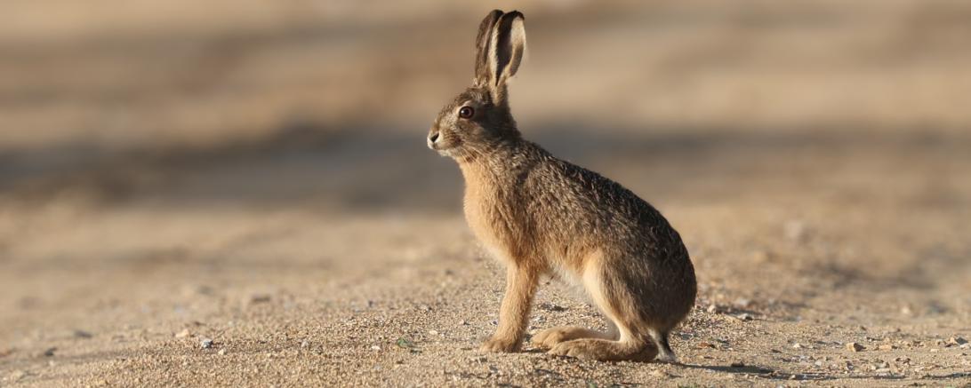 Hase