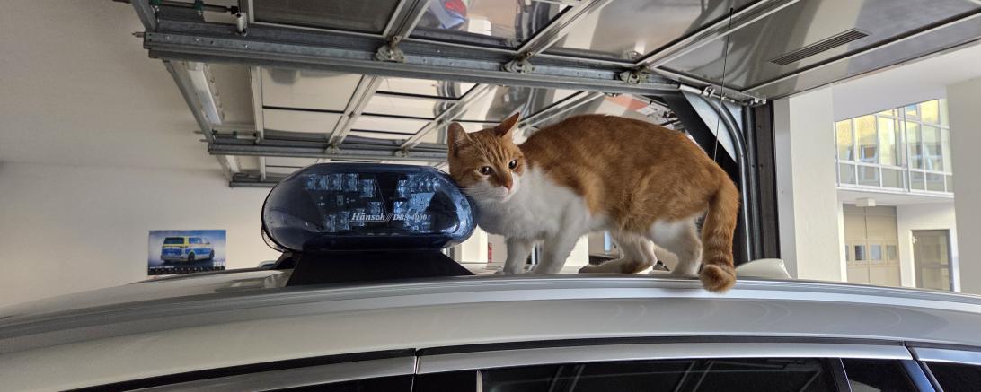Der Kater Nemo konnte bereits seinen Besitzern zurückgegeben werden.