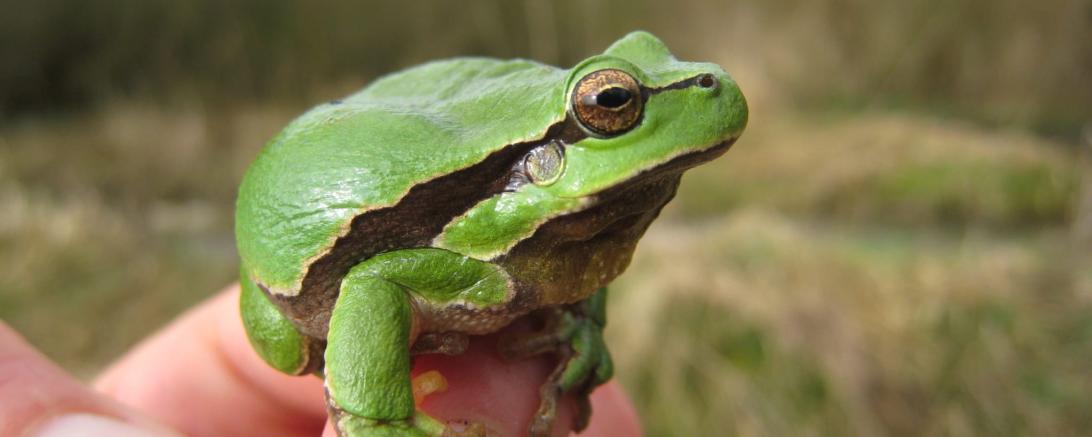 Laubfrosch