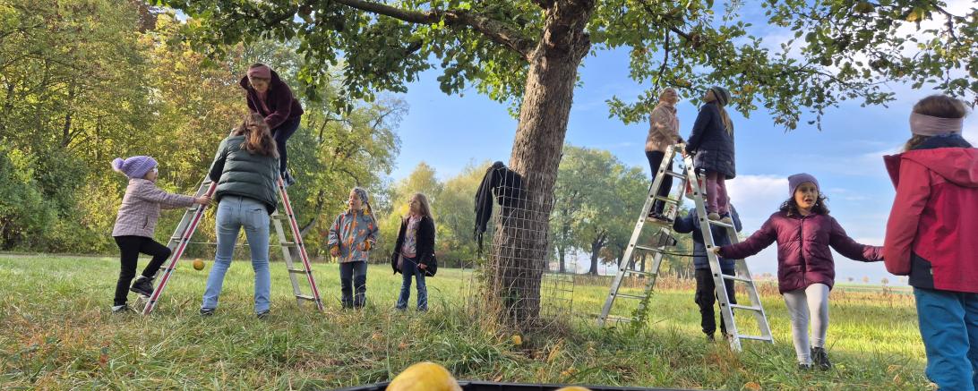 Schülerinnen und Schüler der 3. Klasse der Grundschul Mitte ernteten fleißig Äpfel an der Streuobstwiese am alten Nähermemminger Weg. 