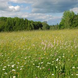 Blumenwiese mit Wald