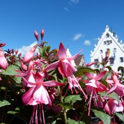 Blumen vom Fuchsienmarkt