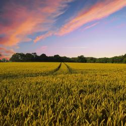 Feld 